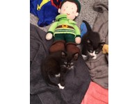 asda tiger kitten food